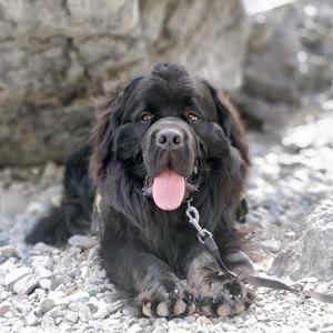 Meet your Posher, Kitty